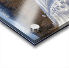 Forest Discovery Trail - White Mountains New Hampshire Acrylic print