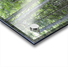 Eastern White Pine - White Mountains New Hampshire Acrylic print