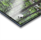 Nancy Pond Trail - Pemigewasset Wilderness New Hampshire  Acrylic print