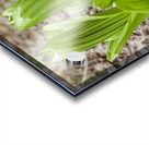 Indian Poke - Veratrum veride Acrylic print