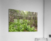 Thoreau Falls Trail - Pemigewasset Wilderness New Hampshire Impression acrylique