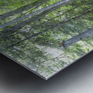 Eastern White Pine - White Mountains New Hampshire Metal print