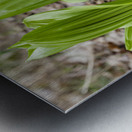 Indian Poke - Veratrum veride Metal print