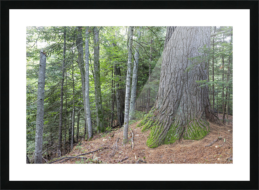 Eastern White Pine - White Mountains New Hampshire Picture Frame print