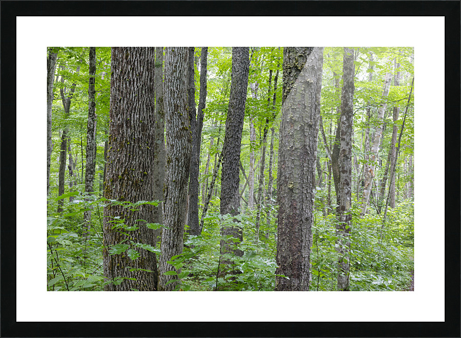 Osseo Trail - White Mountains New Hampshire Picture Frame print