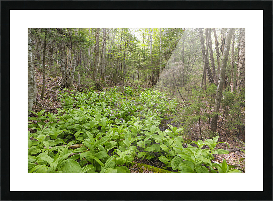 Thoreau Falls Trail - Pemigewasset Wilderness New Hampshire Impression et Cadre photo