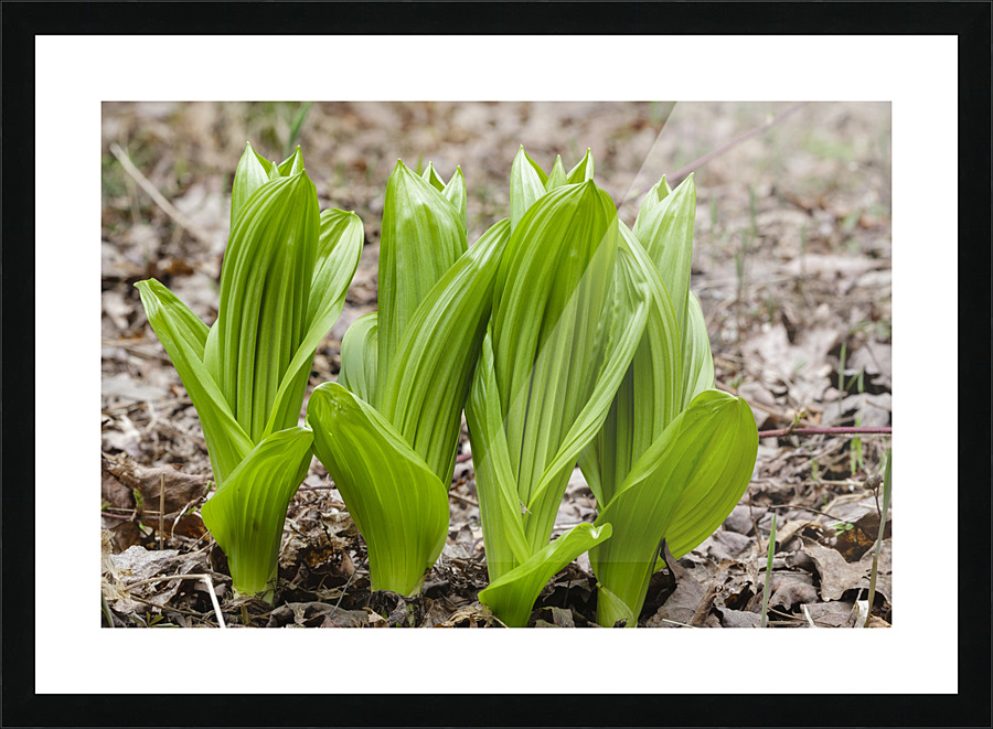 Indian Poke - Veratrum veride Picture Frame print