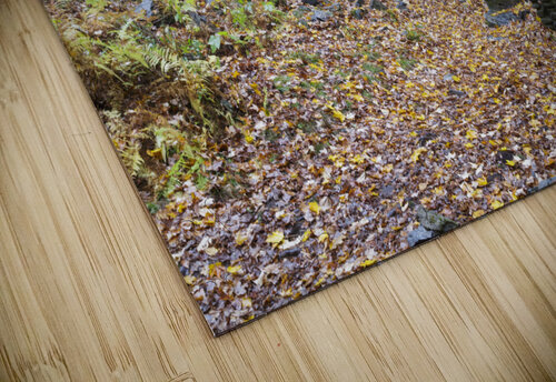 Madame Sherri Forest - Chesterfield New Hampshire ScenicNH Photography puzzle