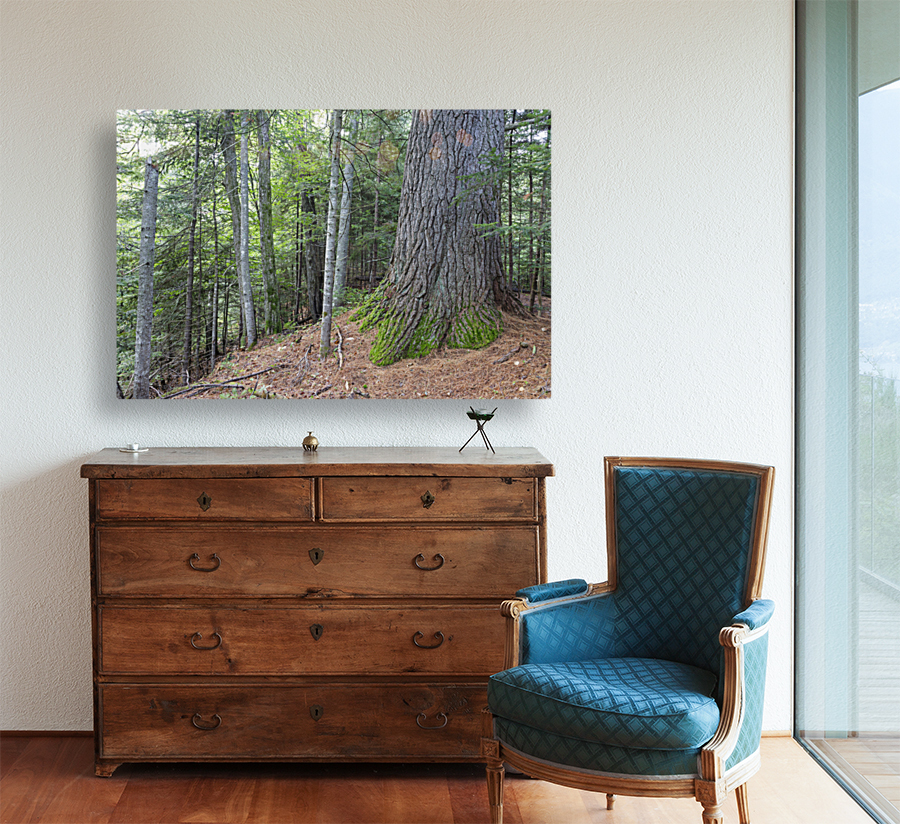 Eastern White Pine - White Mountains New Hampshire Reproduction