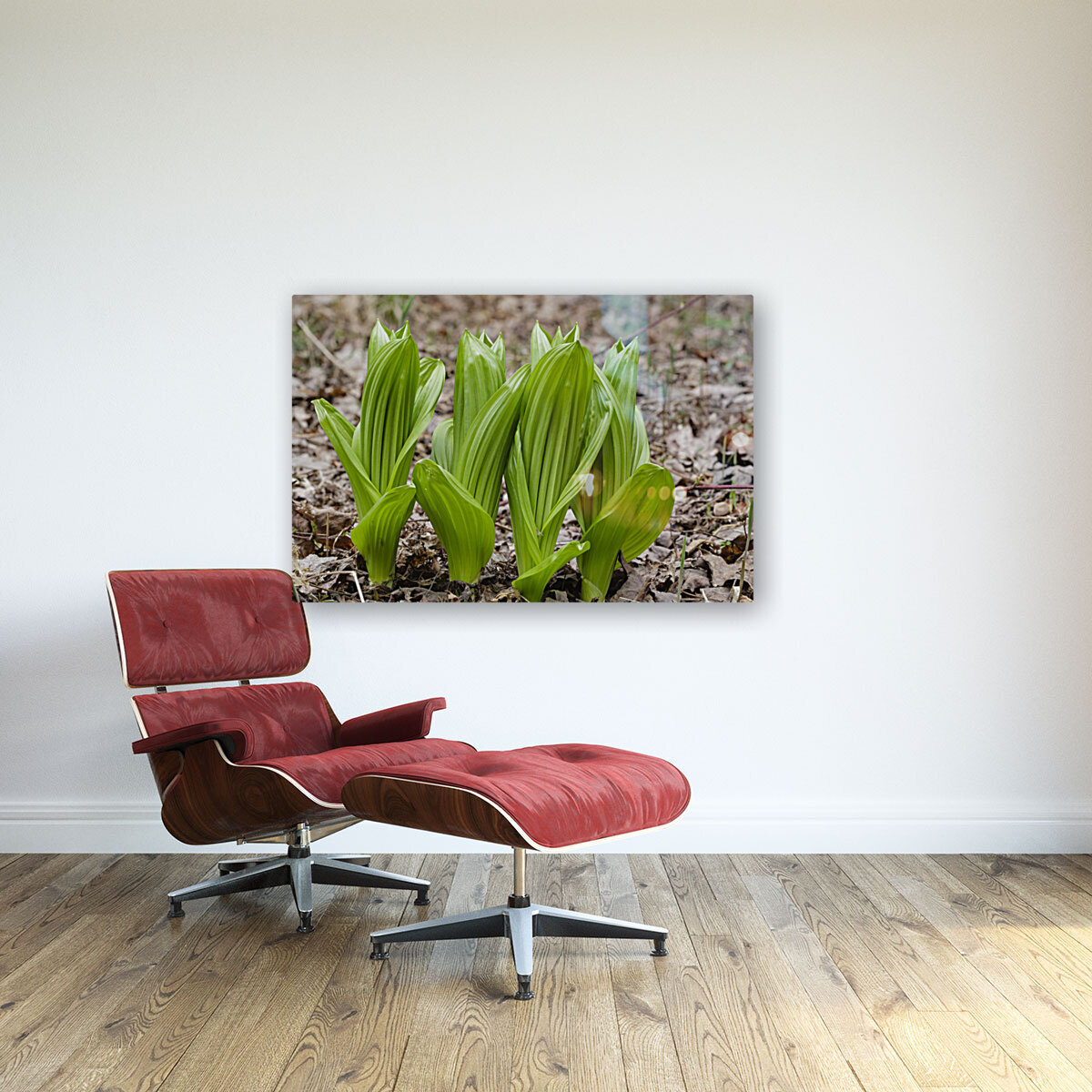 Indian Poke - Veratrum veride Reproduction