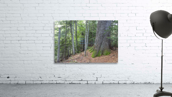 Eastern White Pine - White Mountains New Hampshire Wall Preview