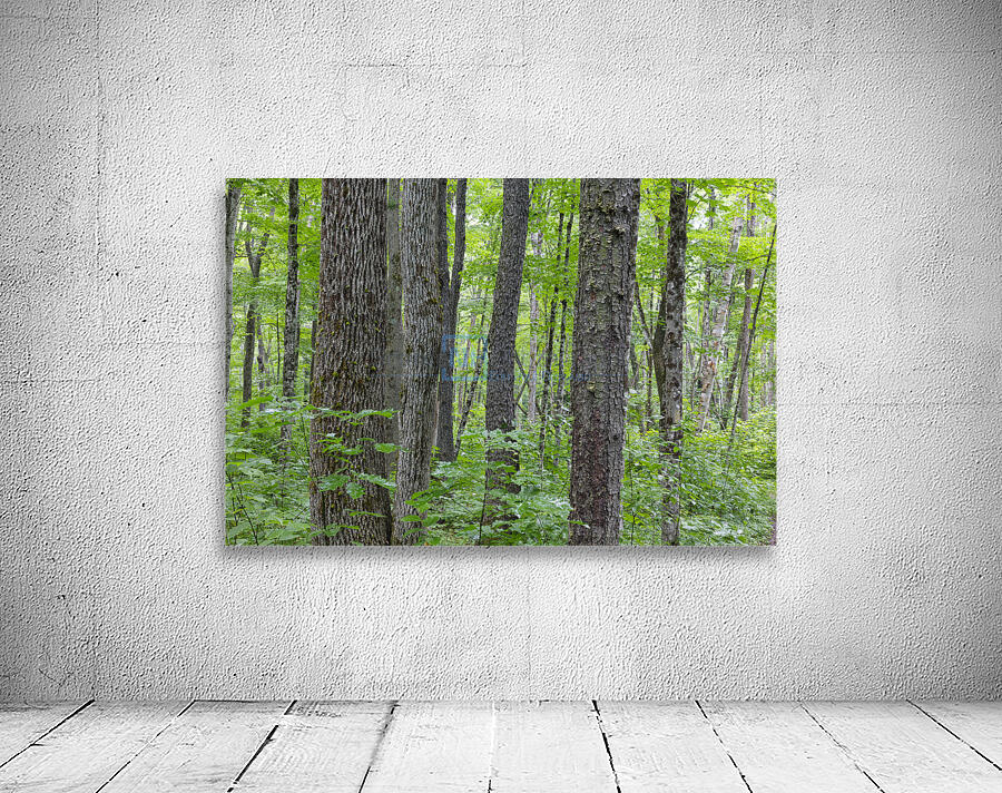 Osseo Trail - White Mountains New Hampshire Wall Preview