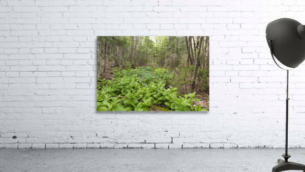 Thoreau Falls Trail - Pemigewasset Wilderness New Hampshire Wall Preview