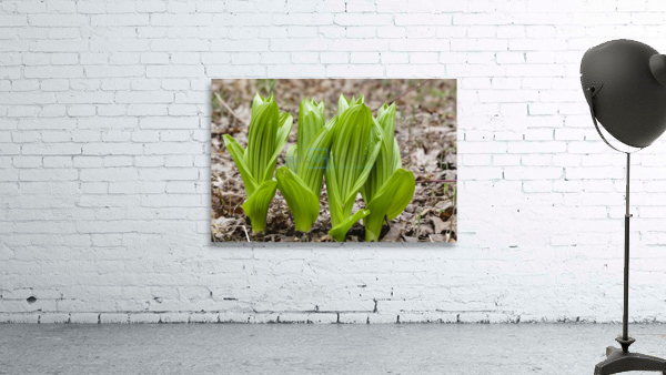 Indian Poke - Veratrum veride Wall Preview