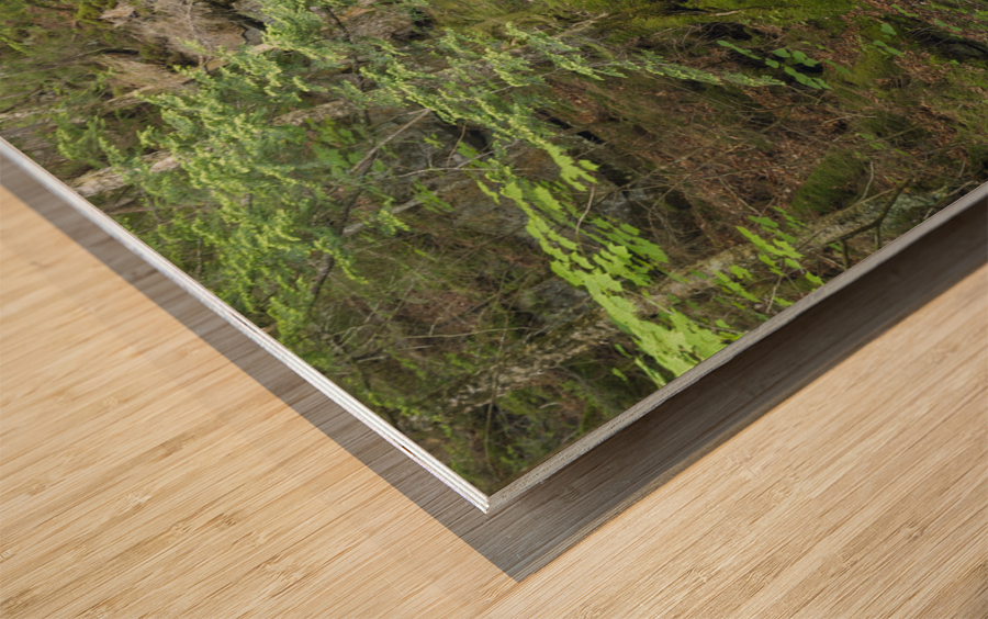 Tama Fall - Randolph New Hampshire  Wood print