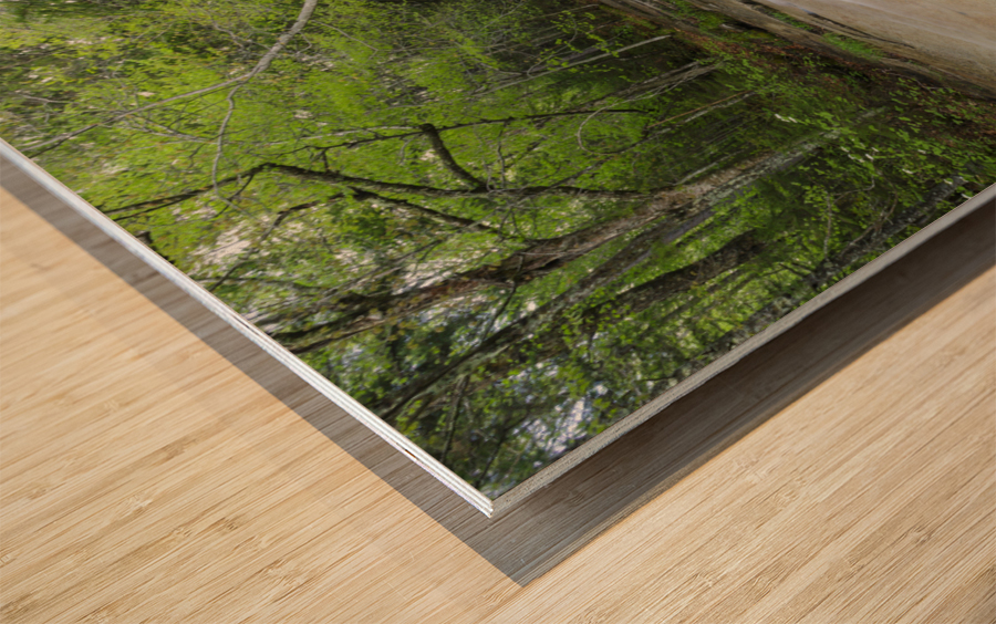 Walker Brook Cascades - Franconia Notch New Hampshire Wood print