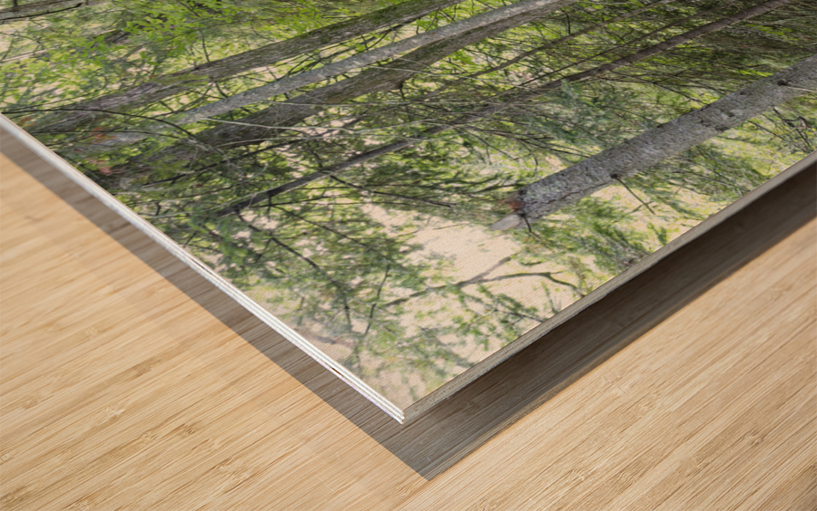 Eastern White Pine - White Mountains New Hampshire Wood print