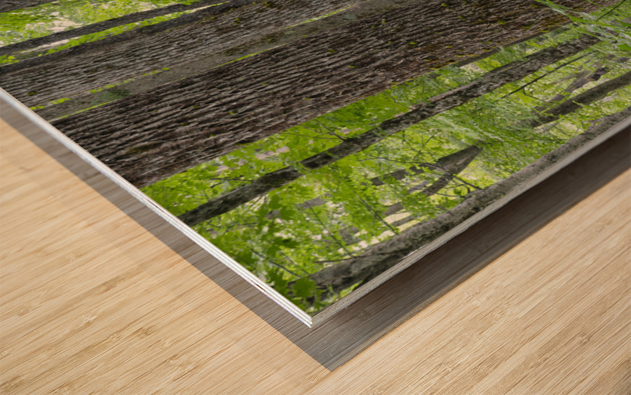 Osseo Trail - White Mountains New Hampshire Wood print