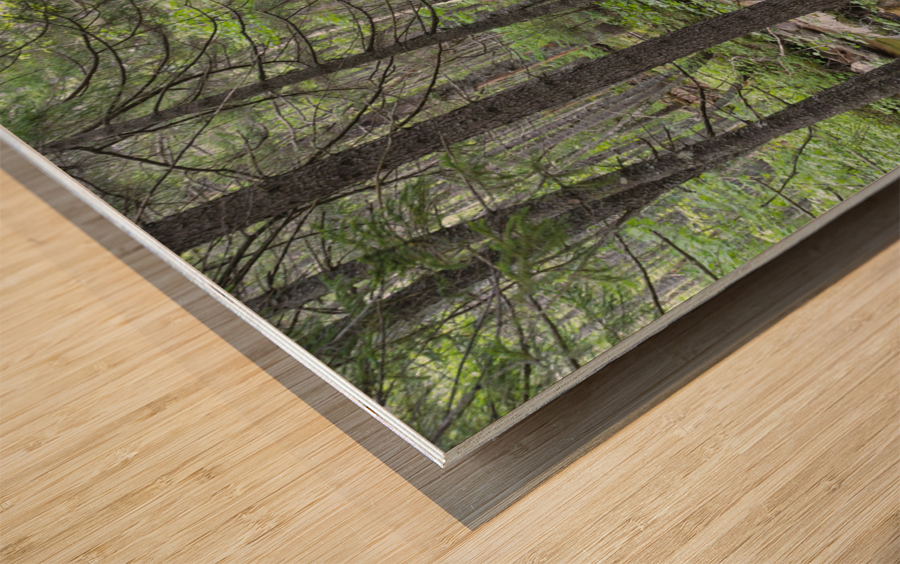 Nancy Pond Trail - Pemigewasset Wilderness New Hampshire  Wood print