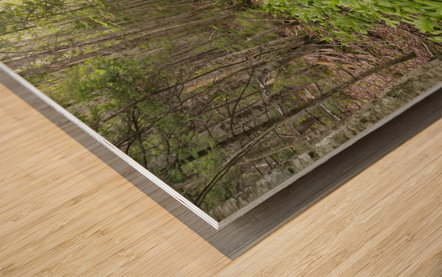 Thoreau Falls Trail - Pemigewasset Wilderness New Hampshire Impression sur bois