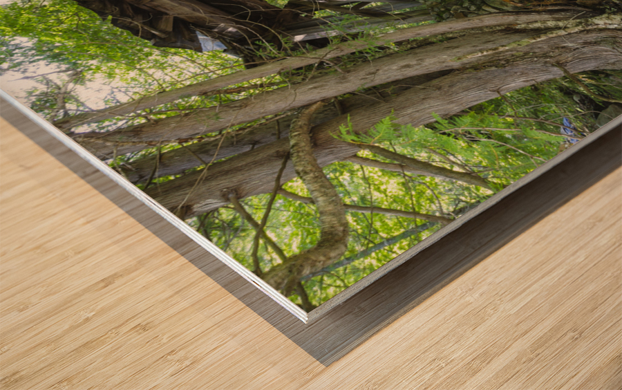 Trestle 16 - East Branch & Lincoln Railroad New Hampshire Wood print