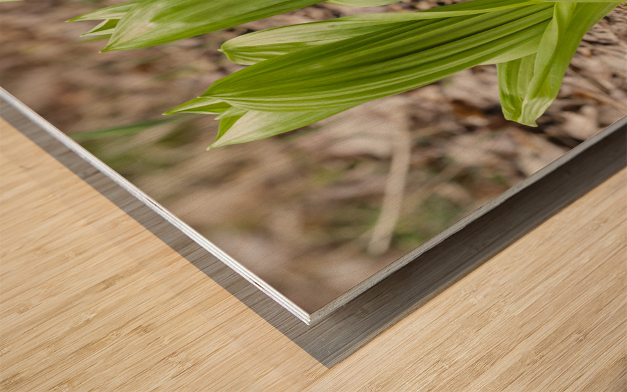 Indian Poke - Veratrum veride Wood print