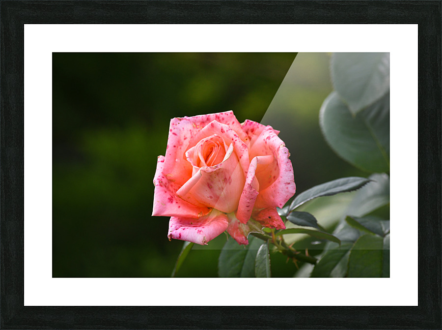 YUA 8897 Picture Frame print