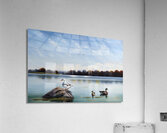 Duck Duck Goose Acrylic Print