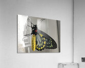 Stock Butterfly 2 Acrylic Print