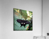 Stock Butterfly Acrylic Print
