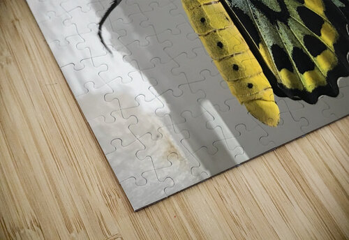 Stock Butterfly 2 Constantine Giovanni puzzle
