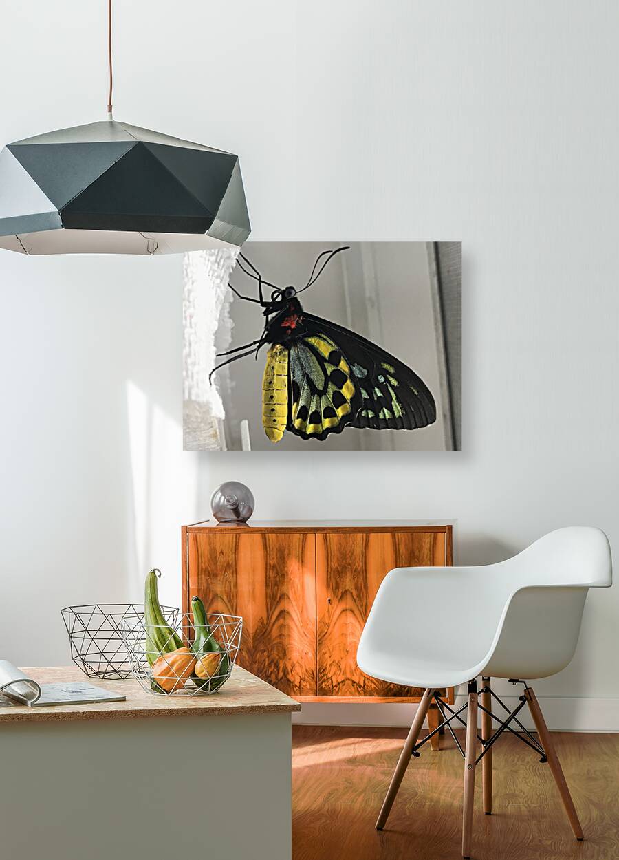 Stock Butterfly 2 Reproduction