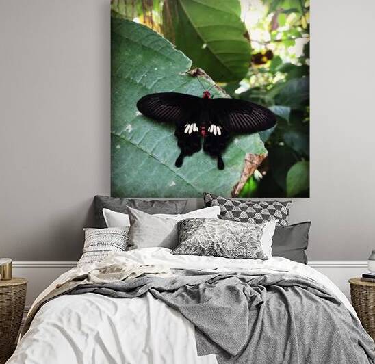 Stock Butterfly Reproduction