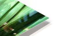 Mysterious Bog HD Metal print