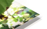 Stock Butterfly HD Metal print