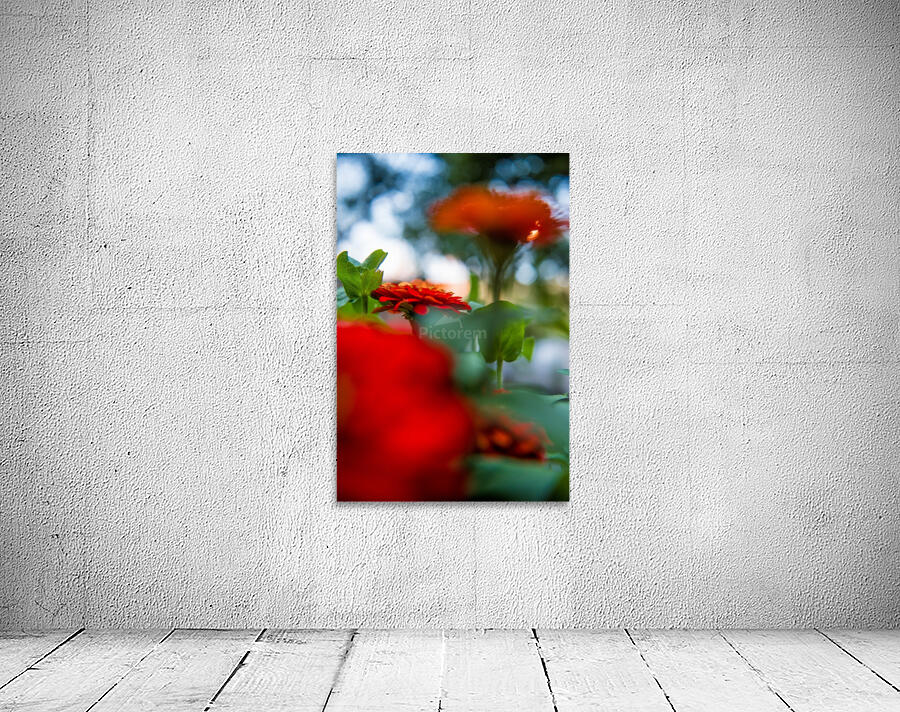 ZINNIA Wall Preview