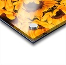 Sunflower field Acrylic print