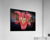 The Pink Lily Acrylic Print