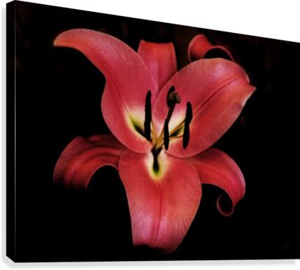 The Pink Lily Canvas Print