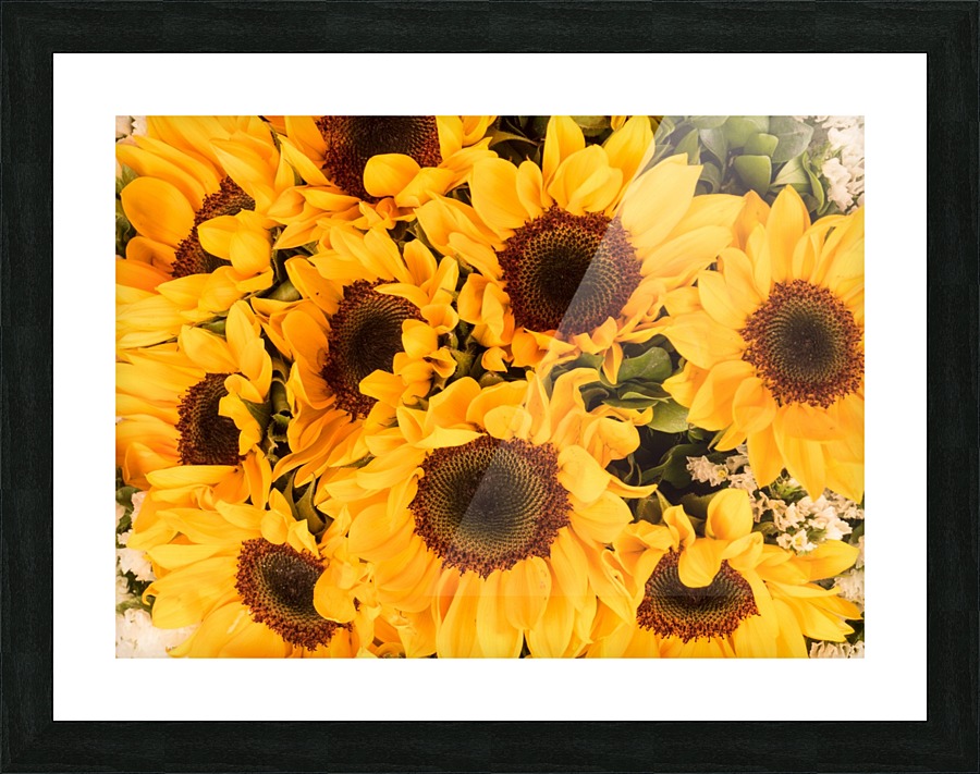 Sunflower field Picture Frame print