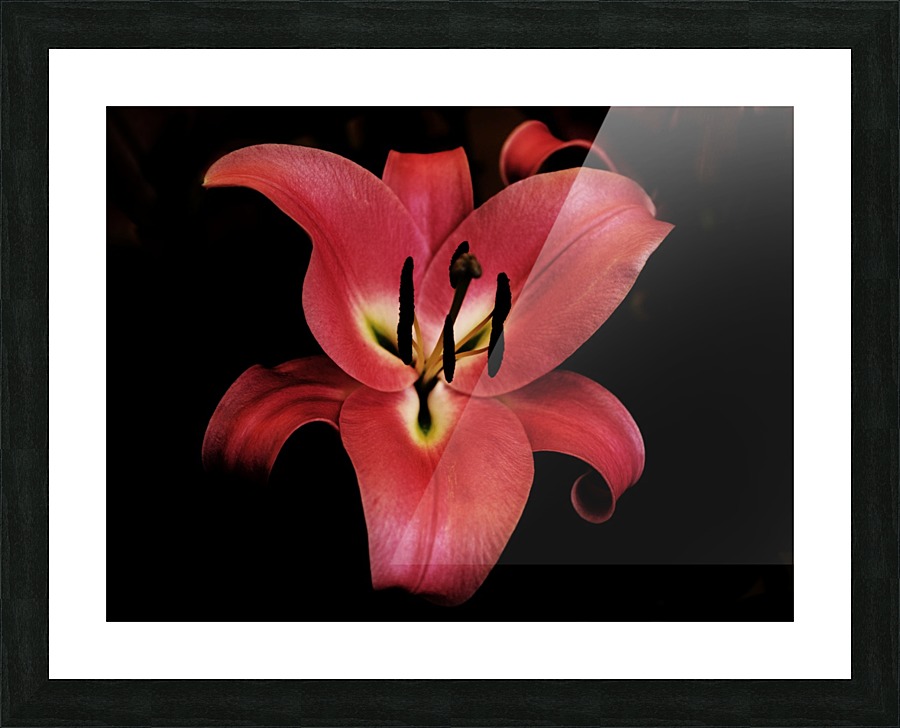 The Pink Lily Picture Frame print