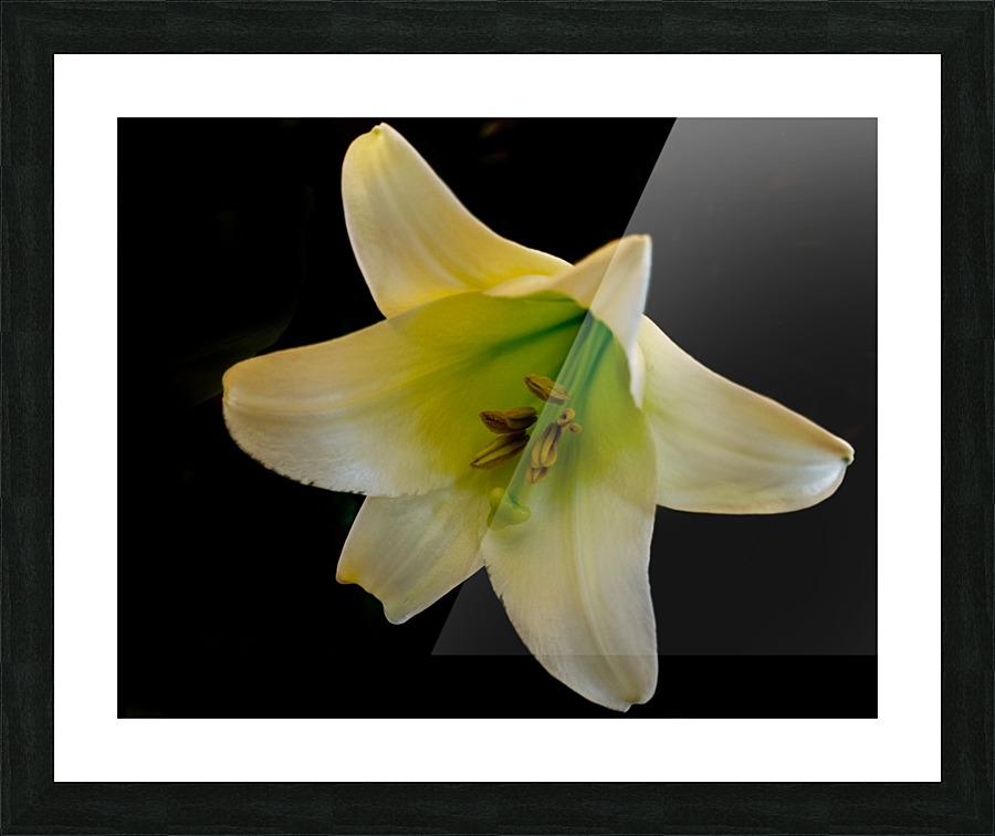White Lily Picture Frame print