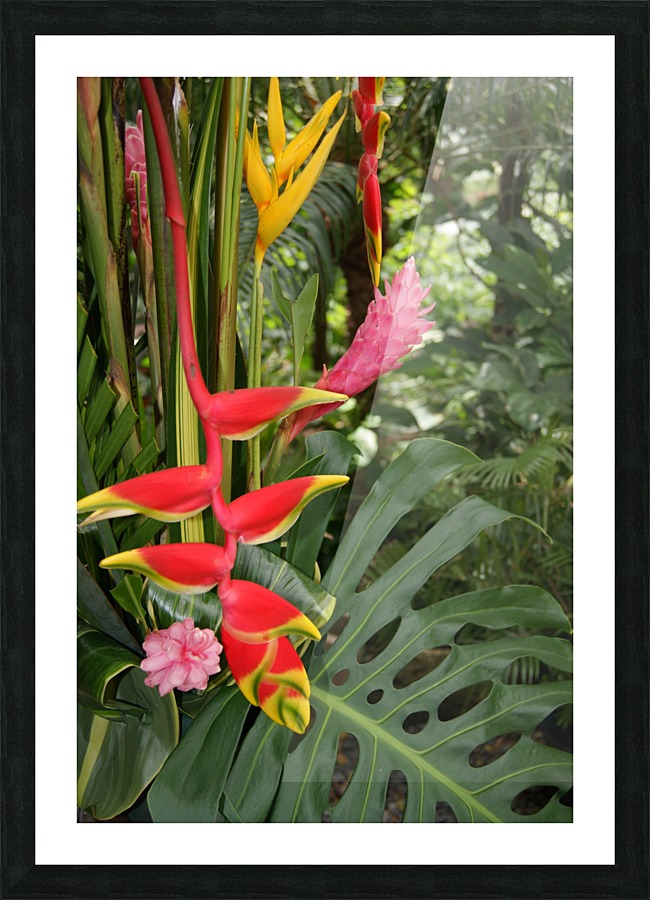 Hawksbill and ginger Picture Frame print