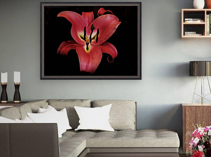 The Pink Lily by Asia Visions Photography