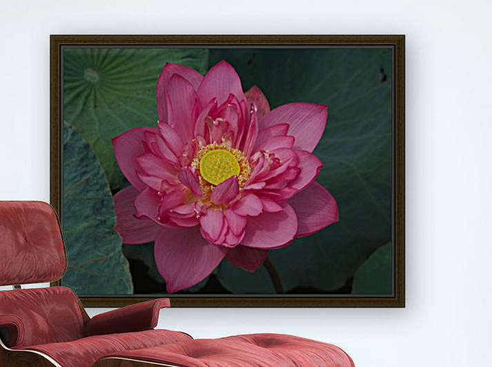 Open Lotus Vietnam by Asia Visions Photography