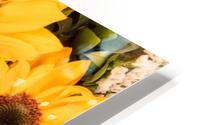 Sunflower field HD Metal print