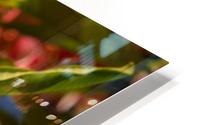 Dark red plumerias HD Metal print