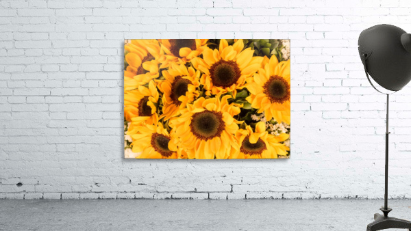 Sunflower field Wall Preview