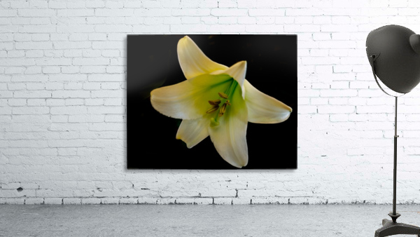 White Lily Wall Preview