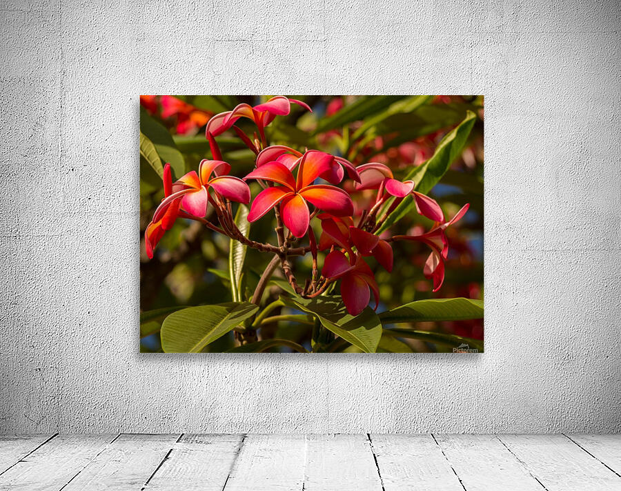 Dark red plumerias Wall Preview